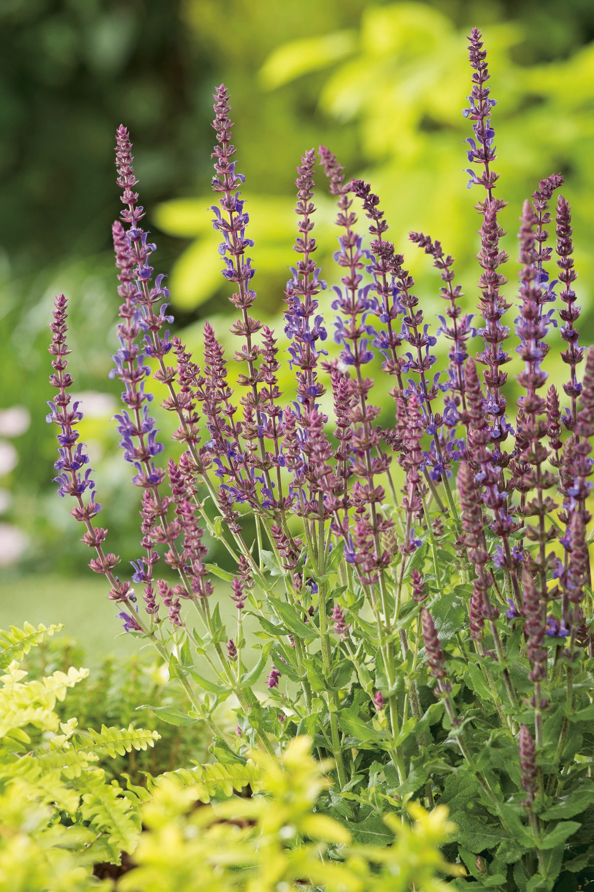Salvia sylvestris (nemorosa) 'Blauk?nigin', 6-pack