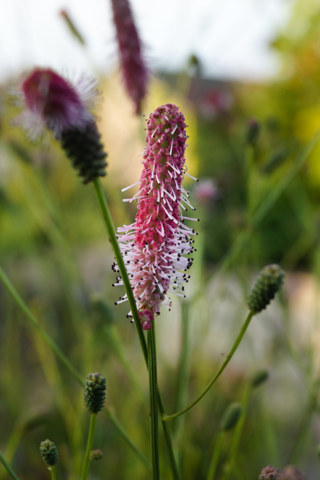 Sanguisorba officinalis 'Pink Tanna', 6-pack