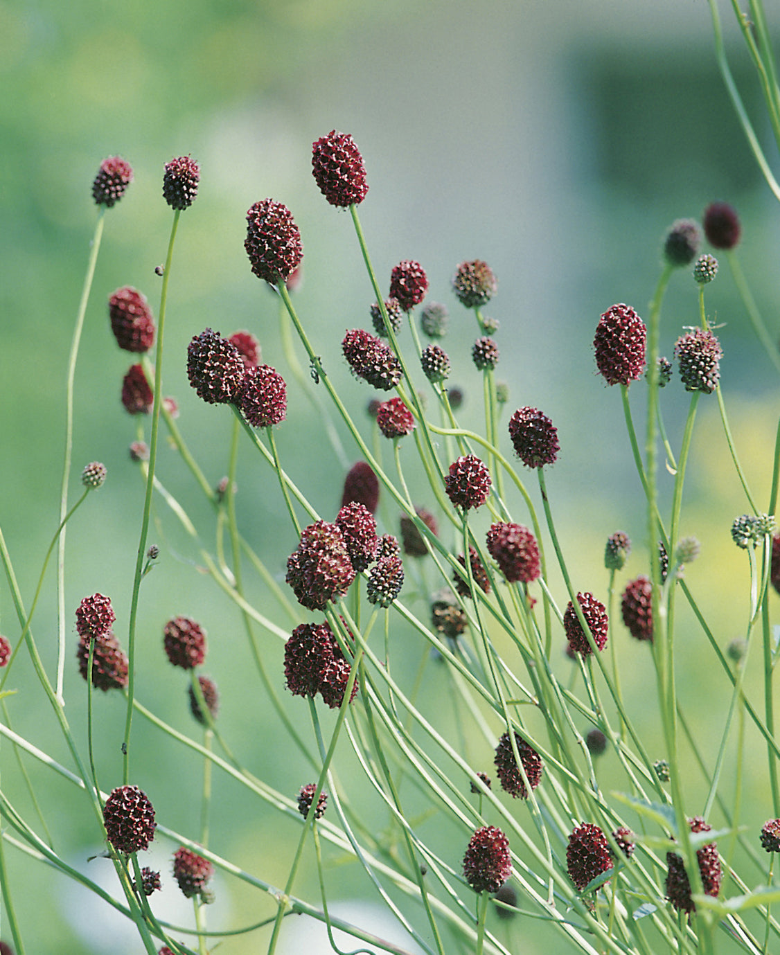 Sanguisorba officinalis 'Tanna', 6-pack