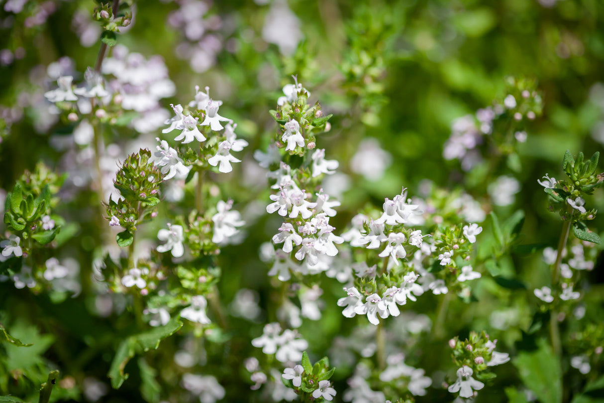 Thymus serpyllum 'Albus', 6-pack