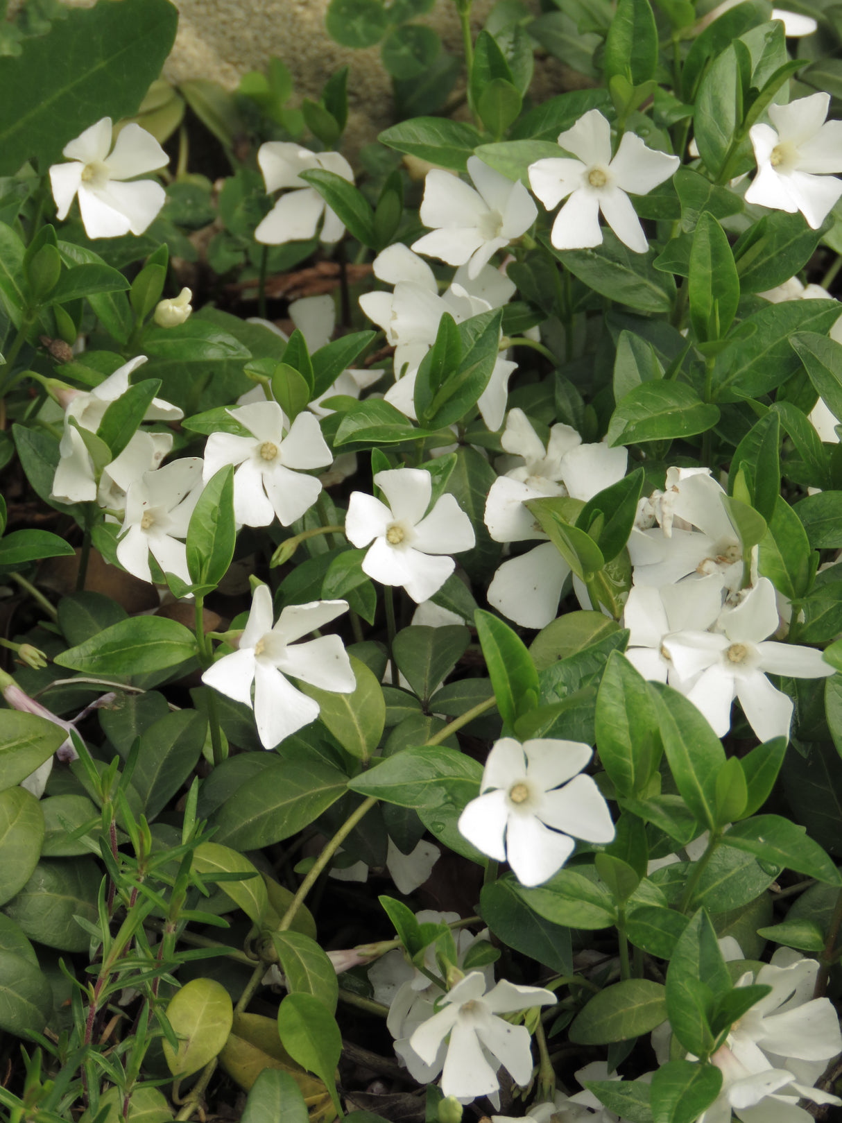 Vinca minor 'Alba', 6-pack