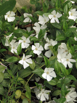 Vinca minor 'Alba', 6-pack