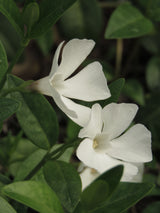 Vinca minor 'Alba', 15-pack