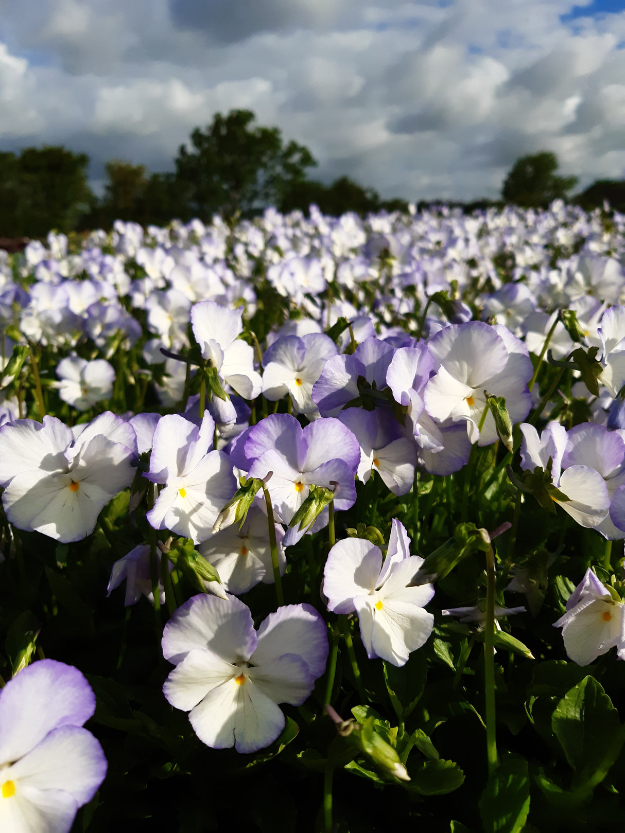Viola x williamsii 'Ullas Favorit', 3-pack