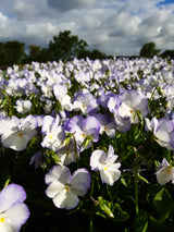 Viola x williamsii 'Ullas Favorit', 3-pack