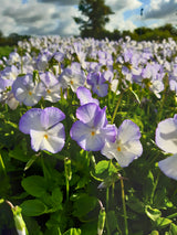 Viola x williamsii 'Ullas Favorit', 3-pack