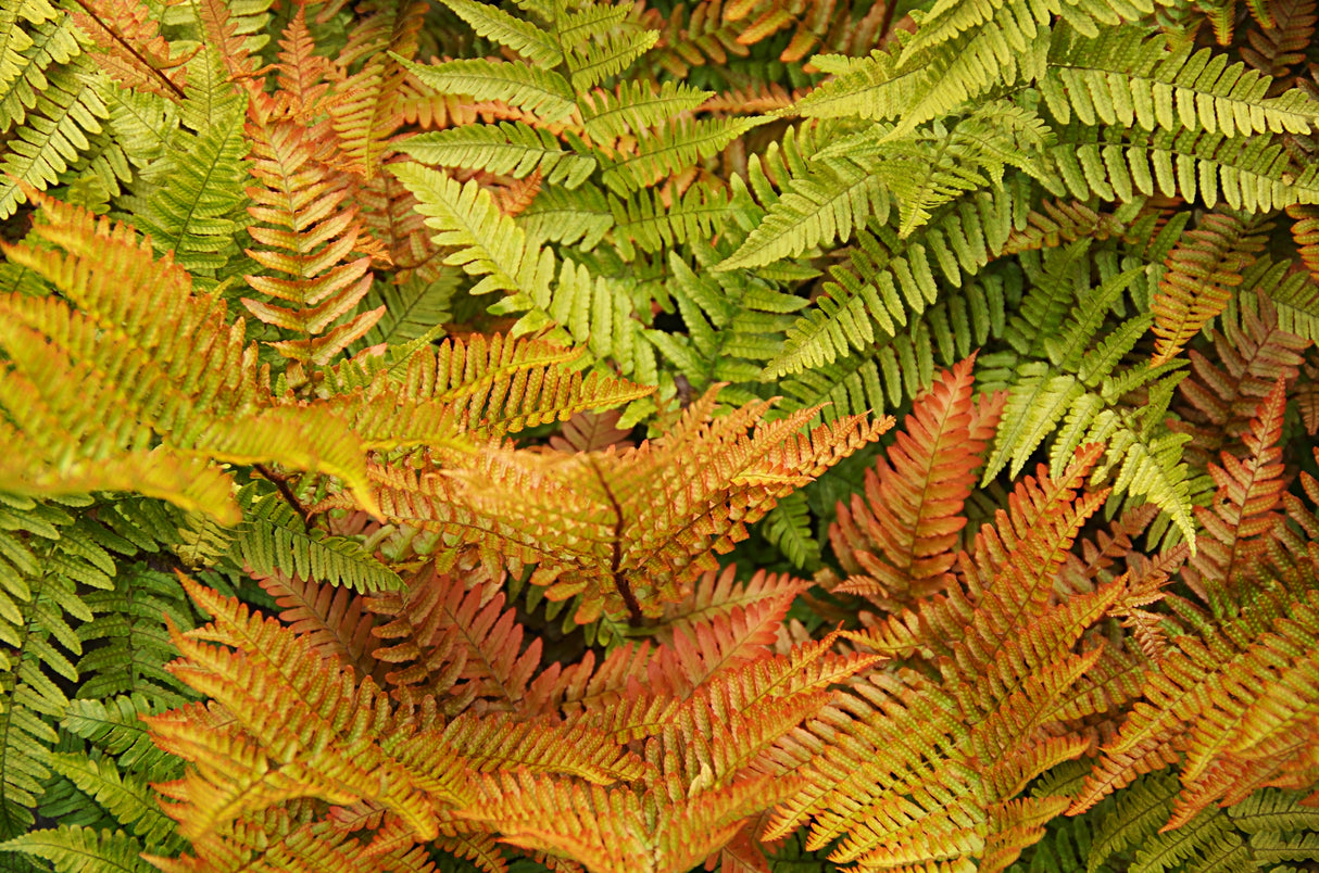 Dryopteris erythrosora , 3-pack
