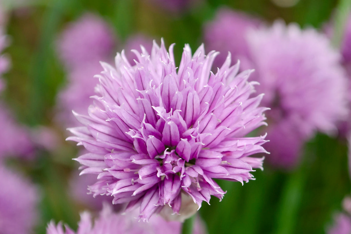 Allium schoenoprasum, 6-pack