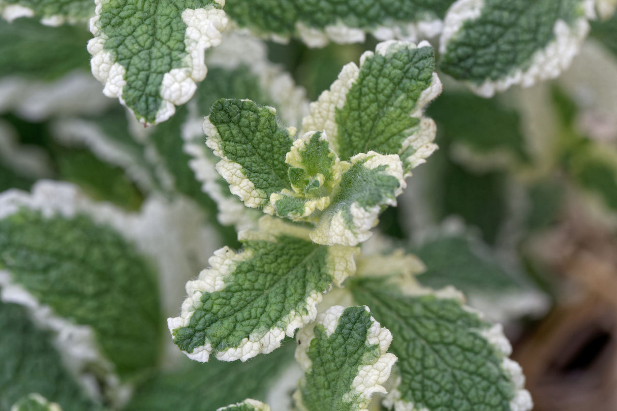 Mentha suaveolens 'Variegata', 6-pack