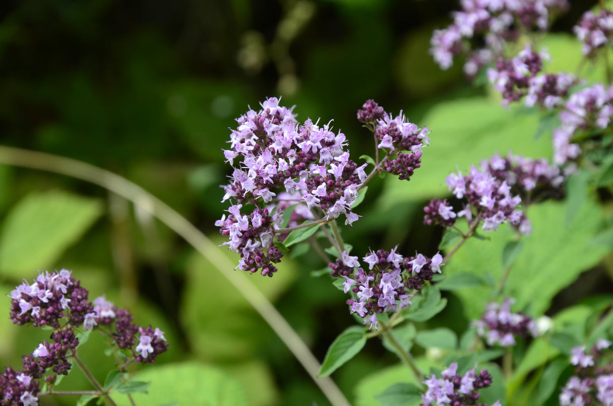 Origanum vulgare, 6-pack