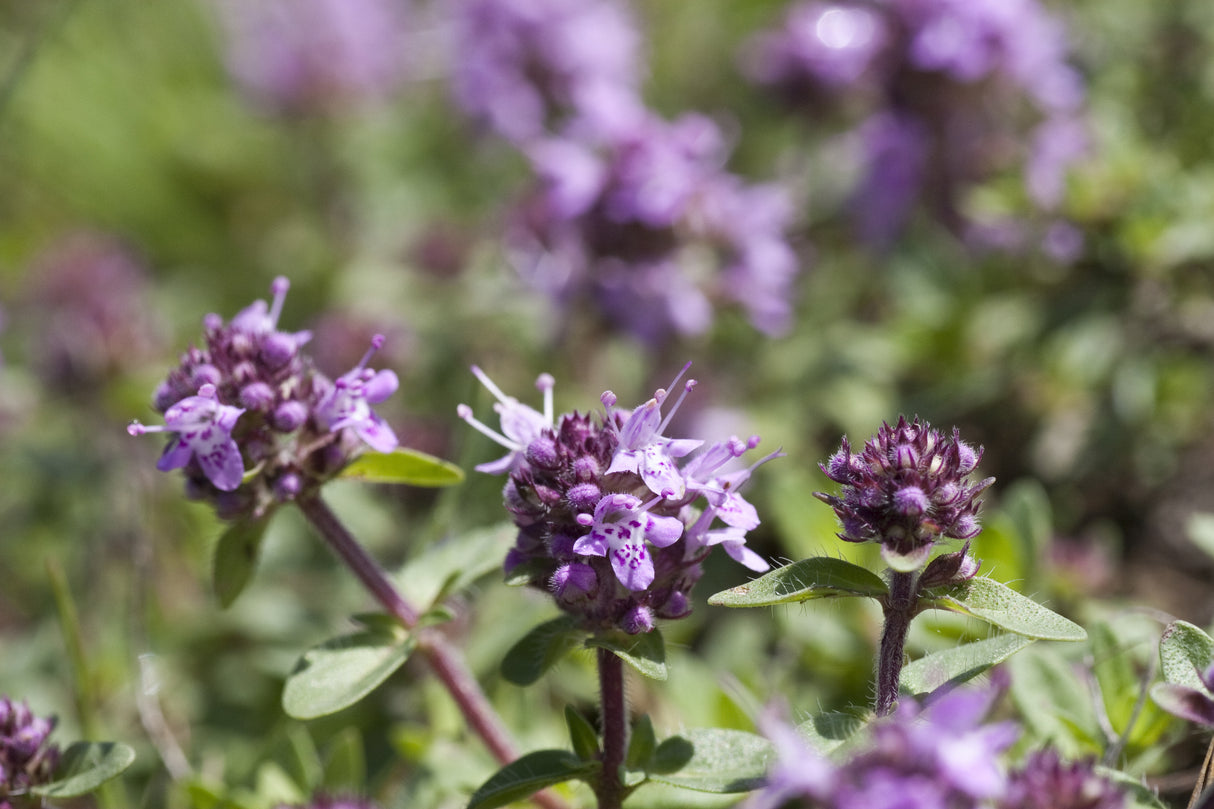 Origanum vulgare, 6-pack