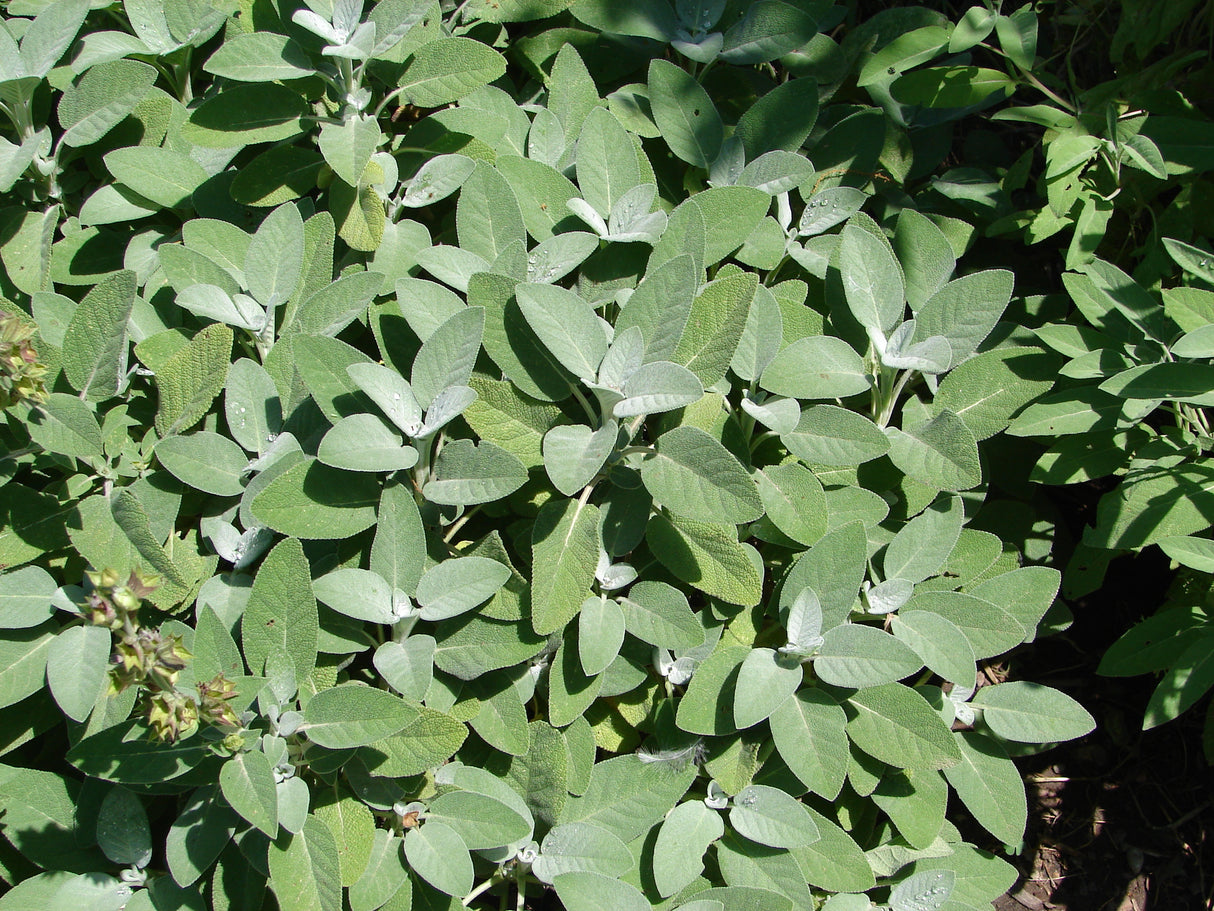 Salvia officinalis 'Berggarten', 6-pack