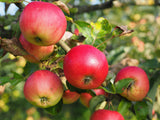 Äpple 'Discovery' E P60 co