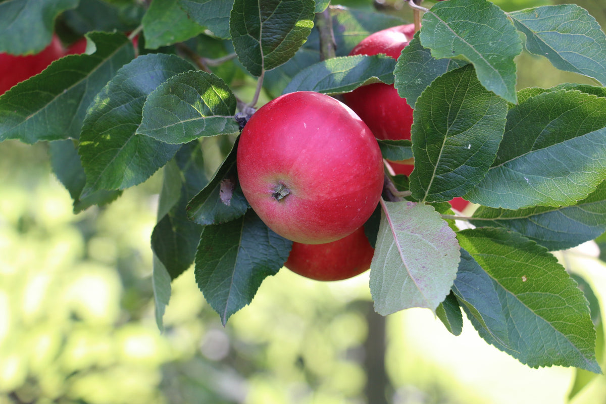 Äpple 'Discovery' E P60 co