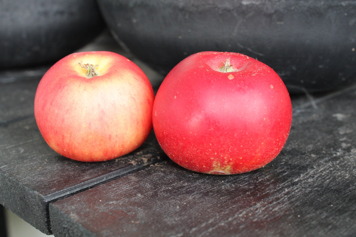 Äpple 'Discovery' E P60 co