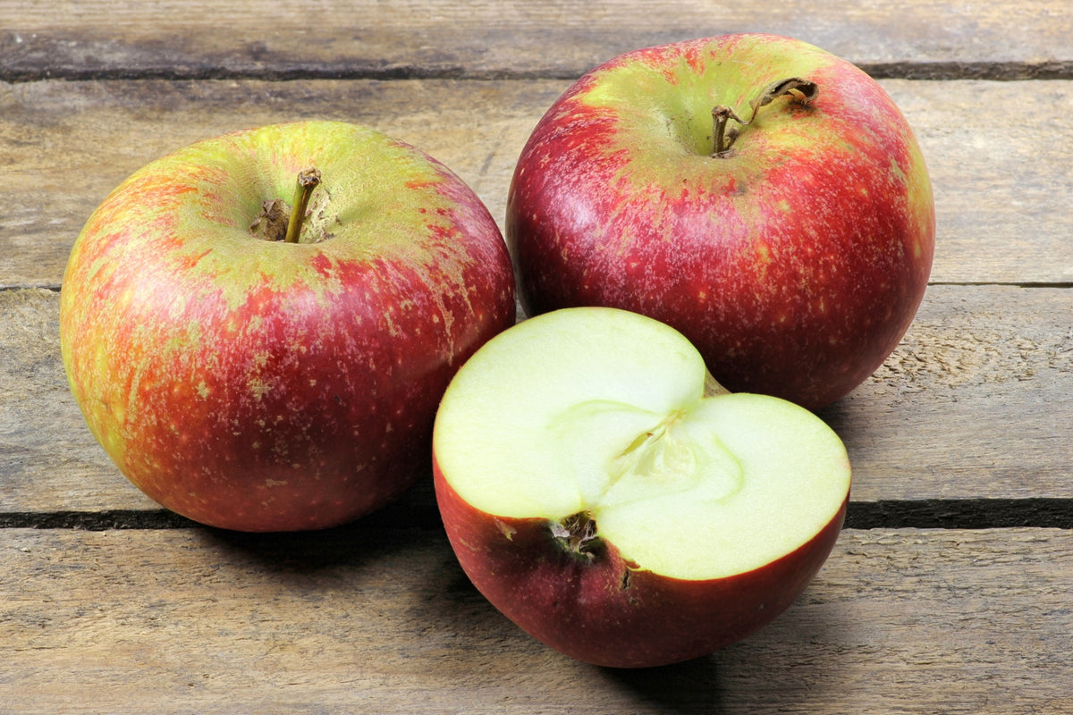 Äpple 'Ingrid Marie' E B9 co