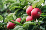 Äpple 'Ingrid Marie' E B9 co