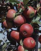 Äpple 'Ingrid Marie' E B9 co