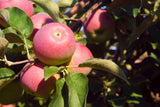 Äpple 'Röd Melba' E B9 co