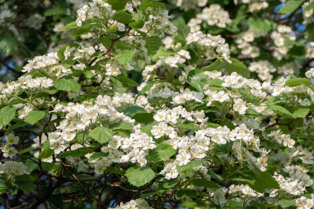 Crataegus intricata, 60-100 cm, 150-pack