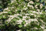 Crataegus intricata, 60-100 cm, 200-pack