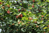 Crataegus intricata, 60-100 cm, 150-pack