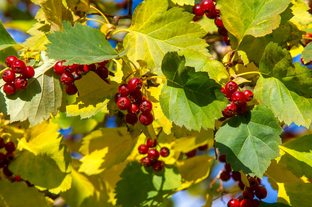 Crataegus intricata, 60-100 cm, 200-pack