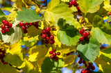 Crataegus intricata, 60-100 cm, 200-pack