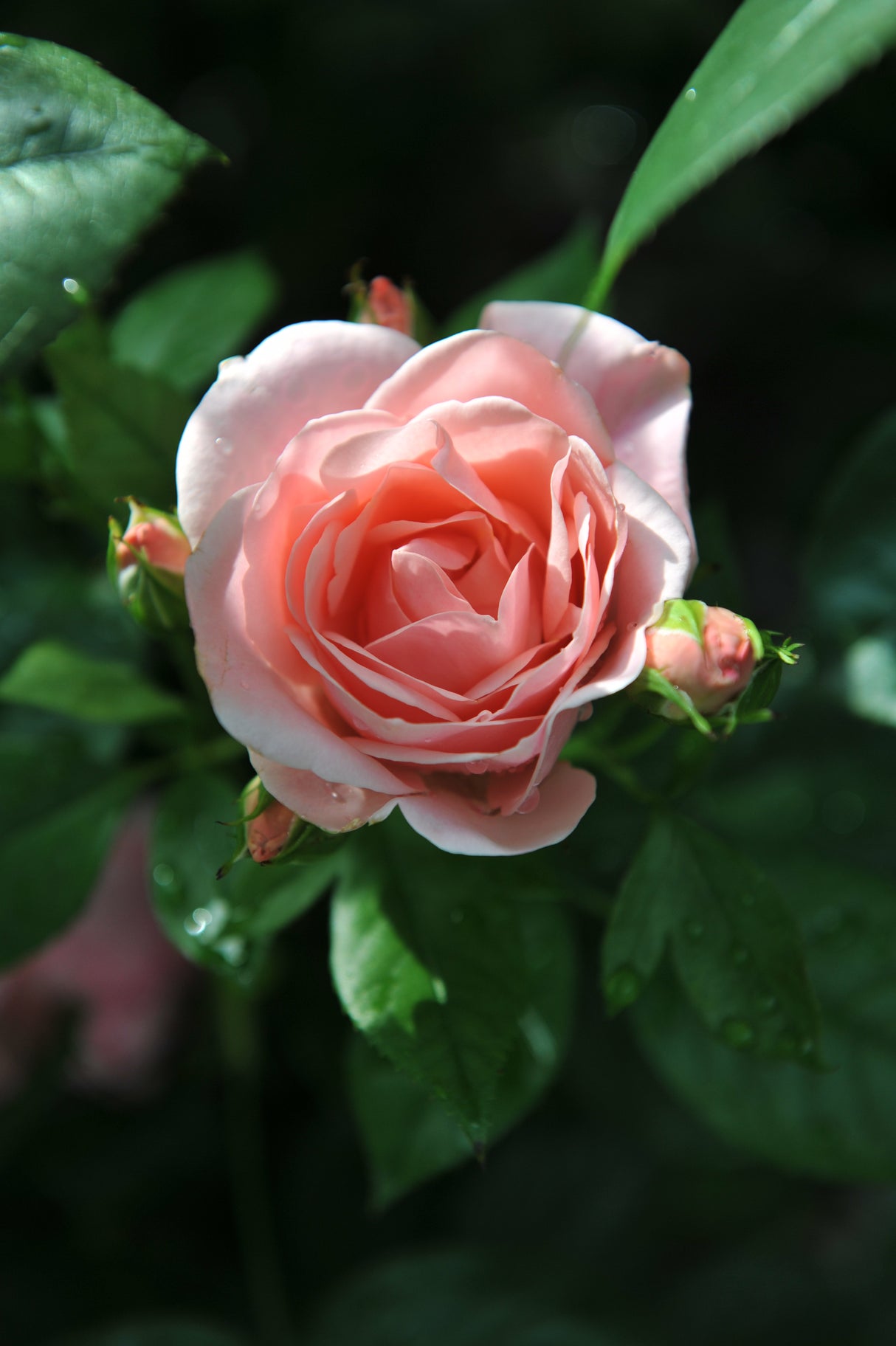 Floribundaros 'Astrid Lindgren' 10-pack barrot