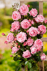 Klätterros 'Coral Dawn' 1-pack barrot
