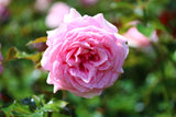 Klätterros 'Coral Dawn' 10-pack barrot