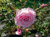 Klätterros 'Coral Dawn' 5-pack barrot