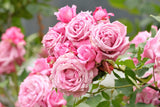 Klätterros 'Coral Dawn' 1-pack barrot