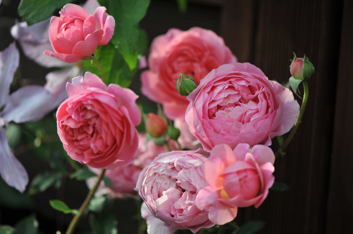 Austinros 'Boscobel' 1-pack barrotad
