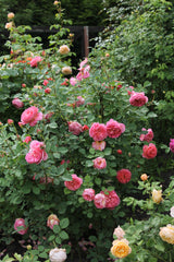 Austinros 'Boscobel' 5-pack barrotad