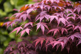Japansk lönn 'Bloodgood' Solitär 100-125 cm