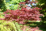 Japansk lönn 'Bloodgood' Solitär 100-125 cm