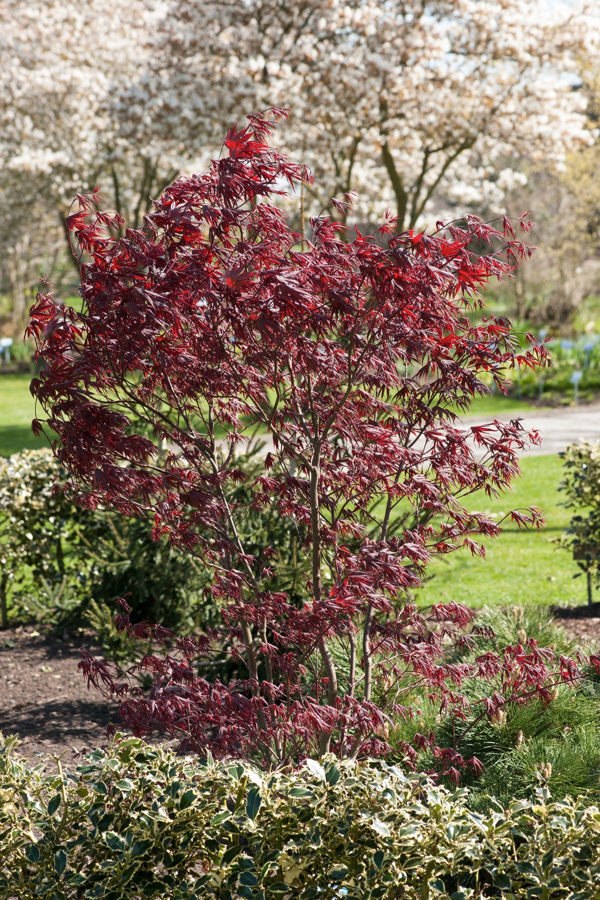 Japansk lönn 'Bloodgood' Solitär 100-125 cm