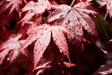 Japansk lönn 'Bloodgood' Solitär 100-125 cm