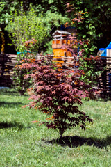 Japansk lönn 'Bloodgood' Solitär 100-125 cm