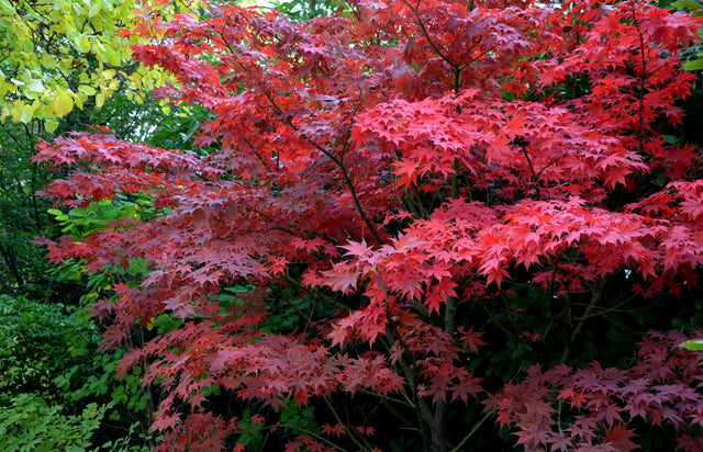 Japansk lönn 'Bloodgood' Solitär 100-125 cm