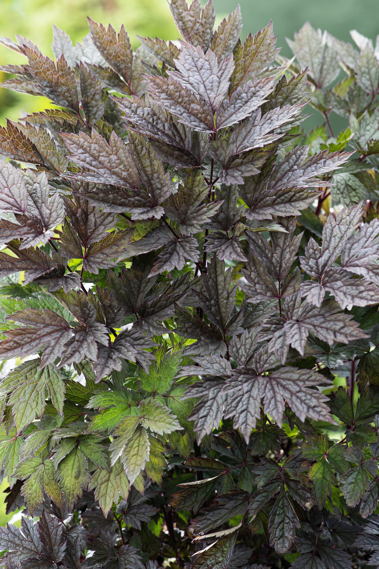 Actaea simplex 'Brunette', 3-pack