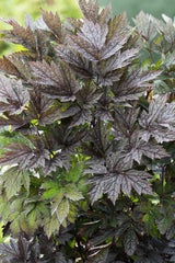 Actaea simplex 'Brunette', 6-pack