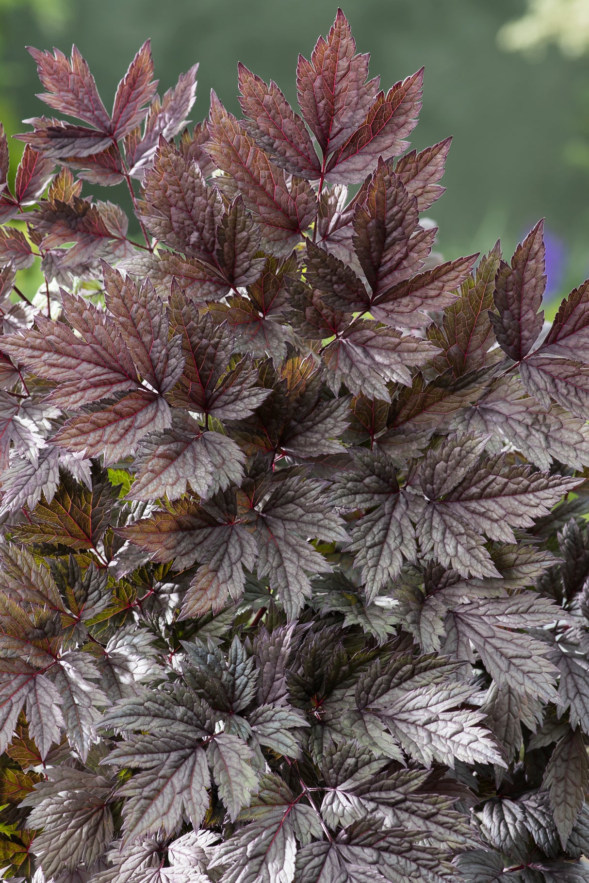 Actaea simplex 'Pink Spike', 3-pack