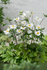 Anemone hybrida 'Honorine Jobert', 3-pack