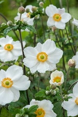 Anemone hybrida 'Honorine Jobert', 6-pack