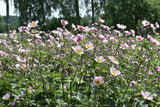 Anemone tomentosa 'Robustissima', 3-pack