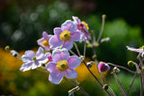 Anemone tomentosa 'Robustissima', 3-pack