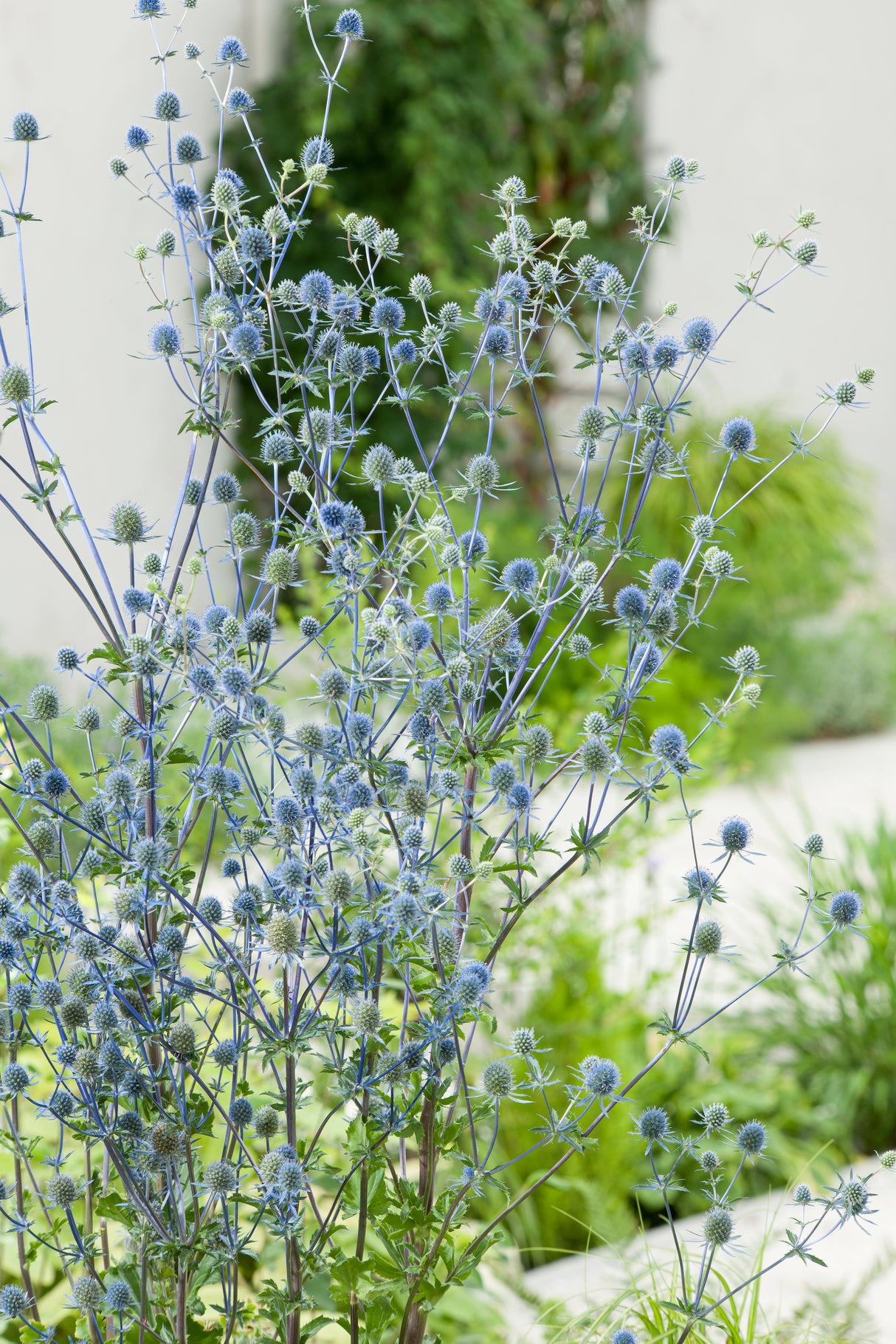 Eryngium planum, 6-pack
