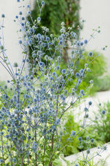 Eryngium planum, 6-pack